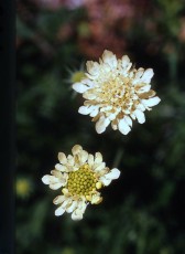 Gelbe Skabiose, Scabiosa ochroleuca