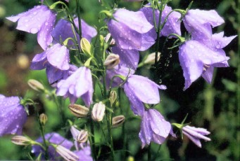 Waldglockenbllume, Campanula persicifolia