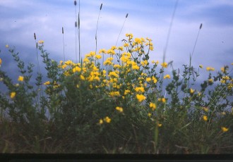 Hornklee, Lotus corniculatus