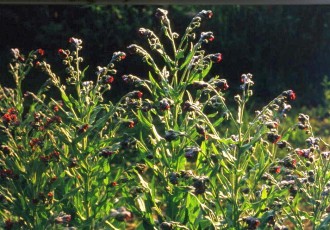 Hundszunge, Cynoglossum officinale