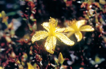 Echtes Johanniskraut, Hypericum perforatum