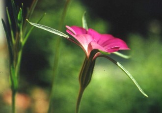 Kornrade, Agrostemma githago