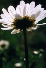 Wiesenmargerite, Chrysanth. leucanth.