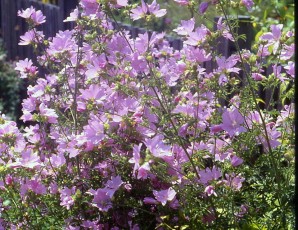Moschusmalve, Malva moschata