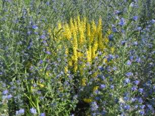 Färberginster im Natterkopf