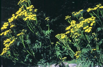 Rainfarn, Chrysanthemum vulgare