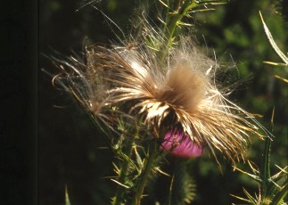 Kratzdistel, Cirsium arvense
