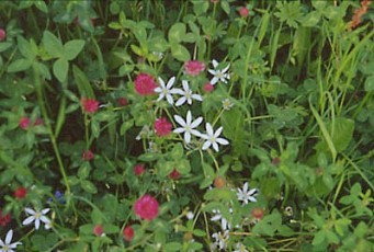 Rotklee und Doldenmilchstern