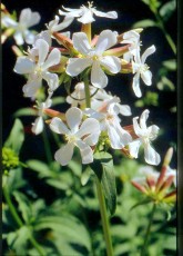 Seifenkraut, Saponaria officinalis