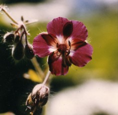 Brauner Storchschnabel, Geranium phaeum