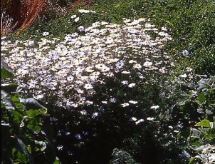 Doldenmargerite, Chrysanthemum sp.