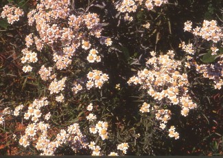 Sumpfschafgarbe, Achillea ptarmica