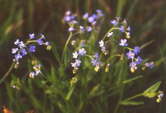 Sumpfvergissmeinnicht, Myosotis palustris