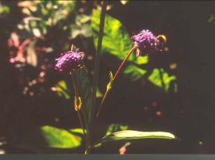 Teufelsabbiss, Succisa pratensis