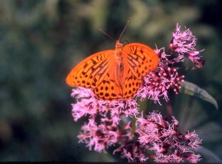 Wasserdost, Eupatorium cannabinum