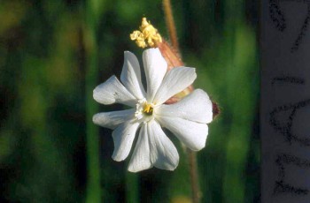 Weisse Lichtnelke, Silene alba