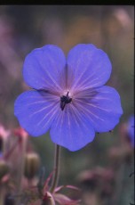 Wiesen-storchschnabel, Gernaium pratense