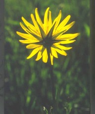 Wiesenbocksbart, Tragopogon pratensis