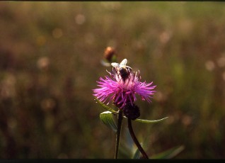 Wiesenflockenblume, Centaurea jacea