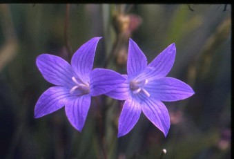 Wiesenglockenblume, Campanula patula