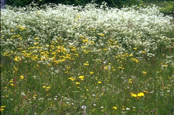 Wiesenkerbel, Anthrisus sylvestris