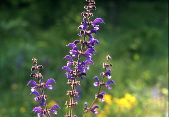 Wiesensalbei, Salvia pratensis