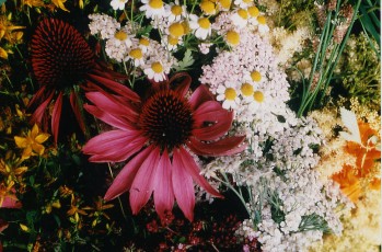 Schmetterlingsblumen-Mix