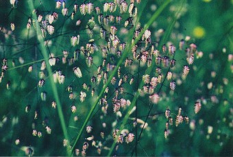 Zittergras, Briza media